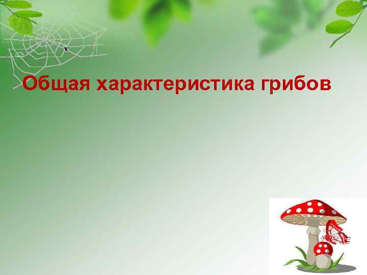 Общая характеристика грибов 