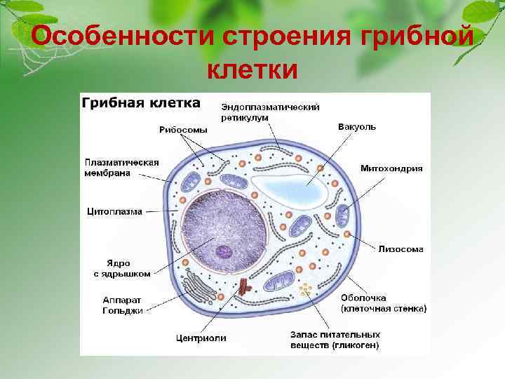 Особенности строения грибной клетки 