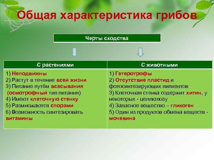 Общая характеристика грибов Черты сходства С растениями 1) Неподвижны 2) Растут в течение всей