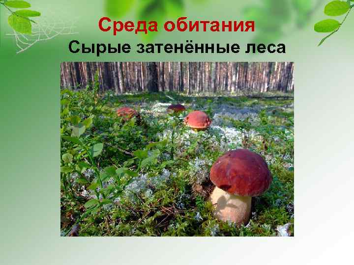 Среда обитания Сырые затенённые леса 