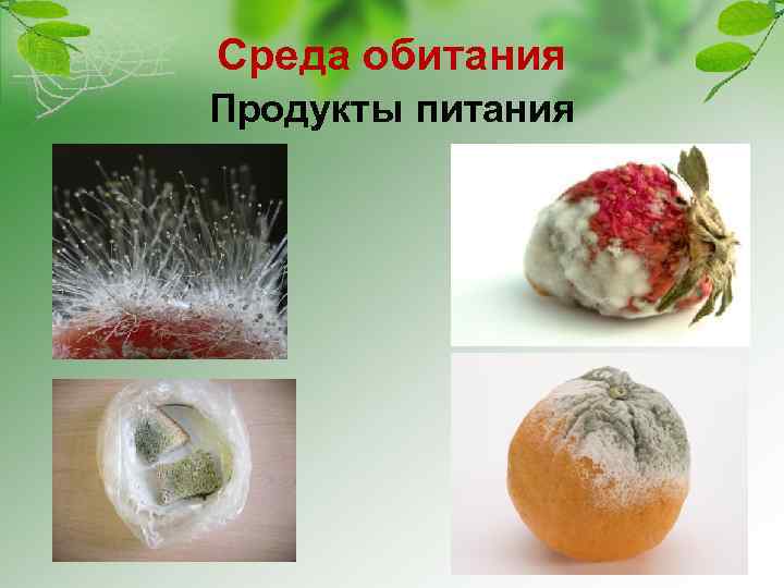 Среда обитания Продукты питания 