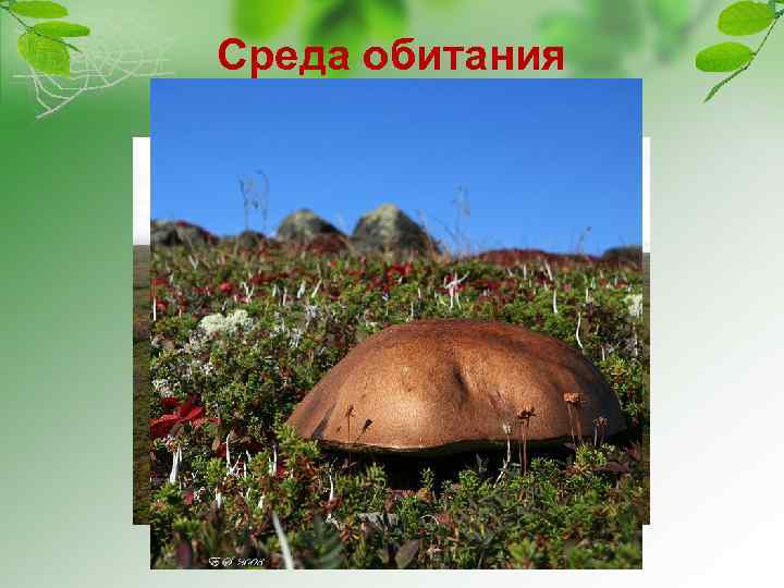 Среда обитания Открытые пространства 