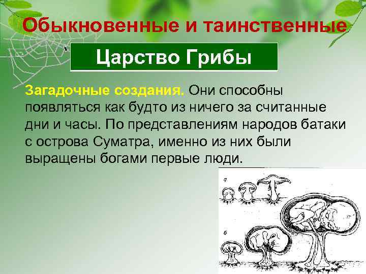 Обыкновенные и таинственные Царство Грибы Загадочные создания. Они способны появляться как будто из ничего