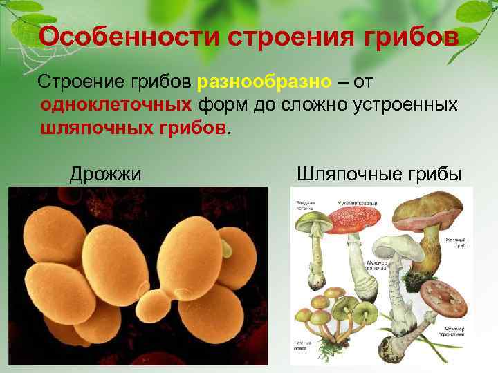 Особенности строения грибов Строение грибов разнообразно – от одноклеточных форм до сложно устроенных шляпочных