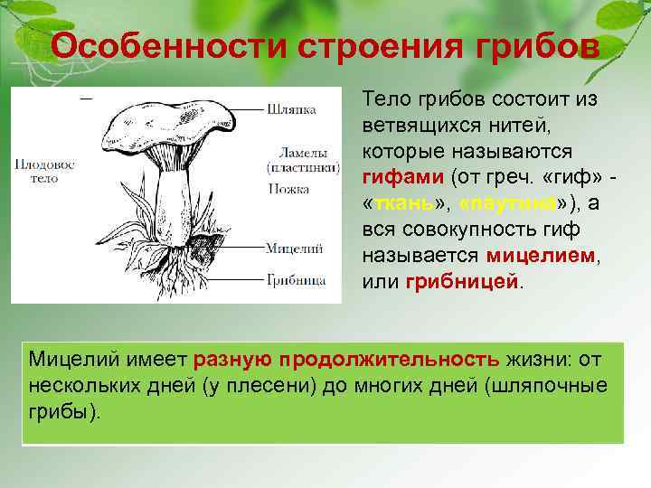 Особенности строения грибов Тело грибов состоит из ветвящихся нитей, которые называются гифами (от греч.