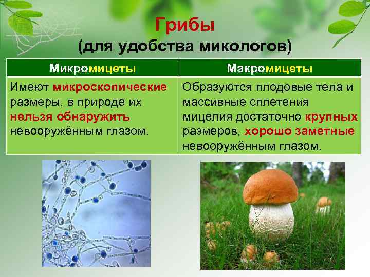 Грибы (для удобства микологов) Микромицеты Макромицеты Имеют микроскопические размеры, в природе их нельзя обнаружить