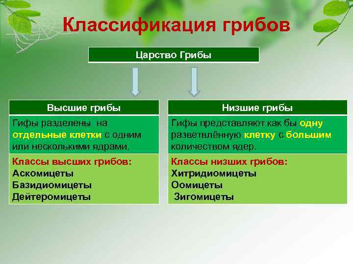 Классификация грибов Царство Грибы Высшие грибы Низшие грибы Гифы разделены на отдельные клетки с