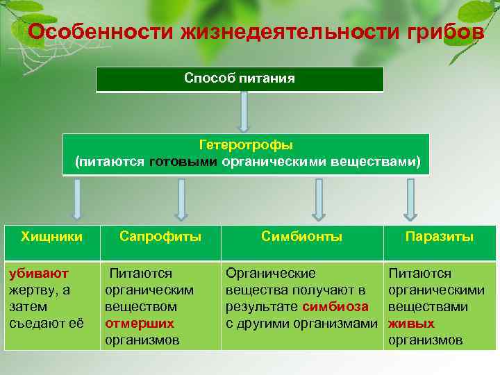 Особенности жизнедеятельности грибов Способ питания Гетеротрофы (питаются готовыми органическими веществами) Хищники Сапрофиты убивают жертву,