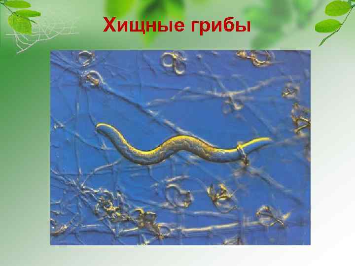 Хищные грибы 