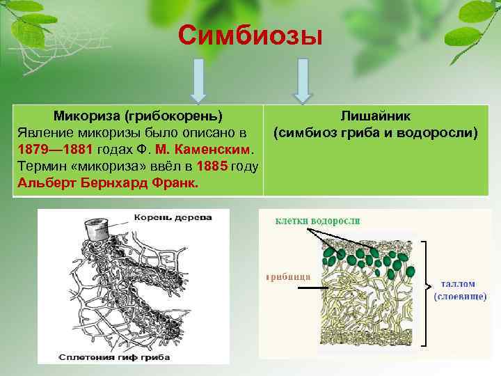 Симбиозы Микориза (грибокорень) Лишайник Явление микоризы было описано в (симбиоз гриба и водоросли) 1879—