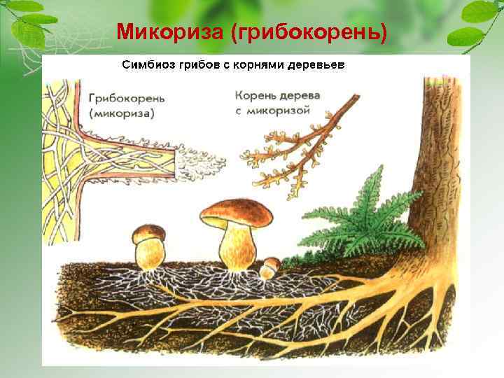 Микориза (грибокорень) 