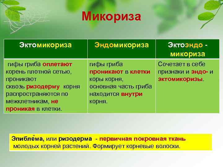 Микориза Эктомикориза гифы гриба оплетают корень плотной сетью, проникают сквозь ризодерму корня распространяются по