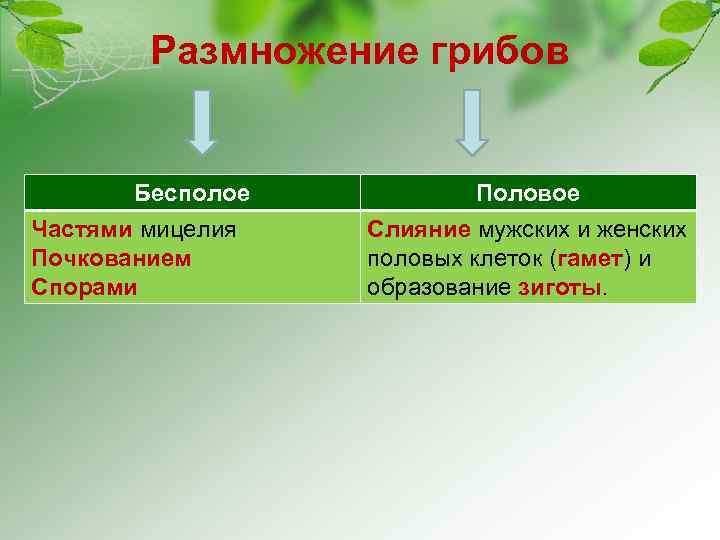 Размножение грибов Бесполое Частями мицелия Почкованием Спорами Половое Слияние мужских и женских половых клеток