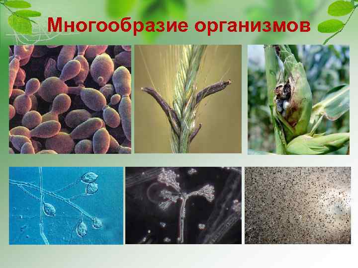 Многообразие организмов 