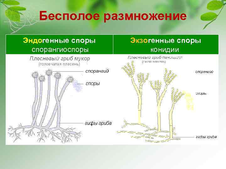 Бесполое размножение Эндогенные споры спорангиоспоры Экзогенные споры конидии 