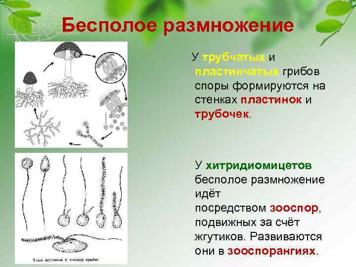 Обозначить на рисунке части бесполого размножения грибов