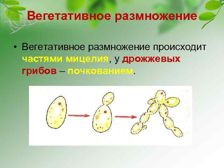 Вегетативное размножение • Вегетативное размножение происходит частями мицелия, у дрожжевых грибов – почкованием. 