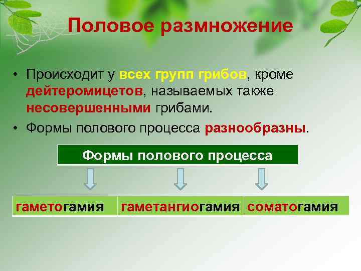 Половое размножение • Происходит у всех групп грибов, кроме дейтеромицетов, называемых также несовершенными грибами.