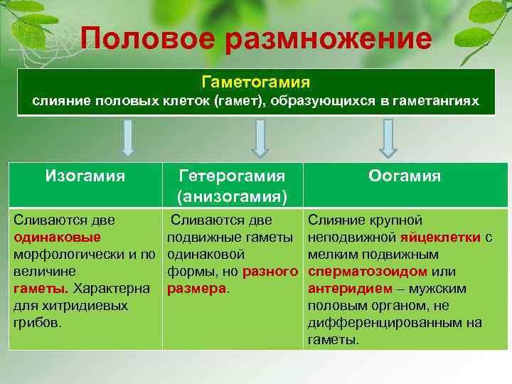 Половое размножение Гаметогамия слияние половых клеток (гамет), образующихся в гаметангиях Изогамия Сливаются две одинаковые