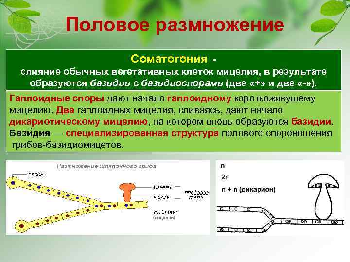 Половое размножение Соматогония слияние обычных вегетативных клеток мицелия, в результате образуются базидии с базидиоспорами