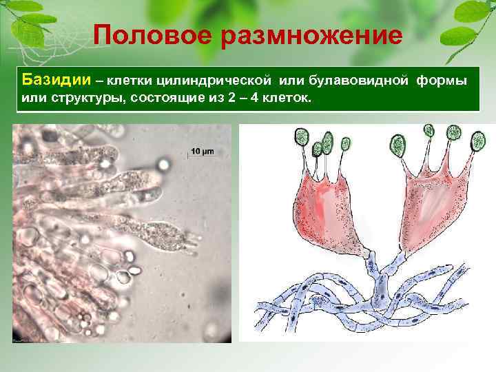 Половое размножение Базидии – клетки цилиндрической или булавовидной формы или структуры, состоящие из 2