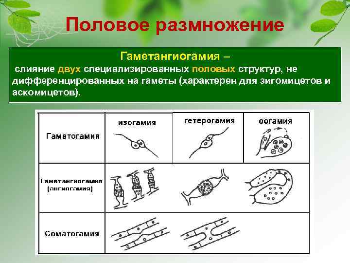 Половое размножение Гаметангиогамия – слияние двух специализированных половых структур, не дифференцированных на гаметы (характерен