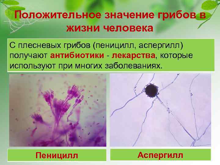 Положительное значение грибов в жизни человека С плесневых грибов (пеницилл, аспергилл) получают антибиотики -
