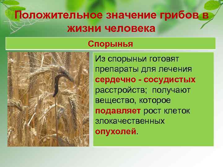 Положительное значение грибов в жизни человека Спорынья Из спорыньи готовят препараты для лечения сердечно
