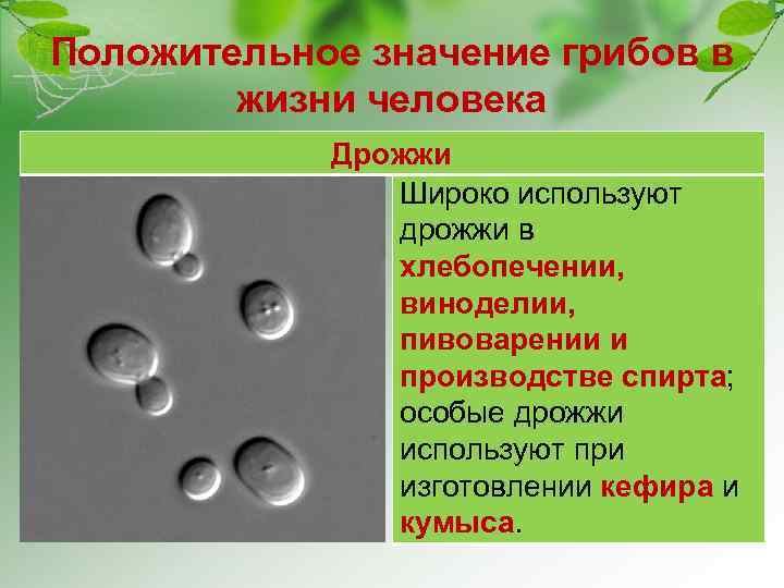 Положительное значение грибов в жизни человека Дрожжи Широко используют дрожжи в хлебопечении, виноделии, пивоварении
