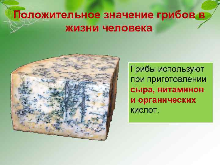 Положительное значение грибов в жизни человека Грибы используют приготовлении сыра, витаминов и органических кислот.