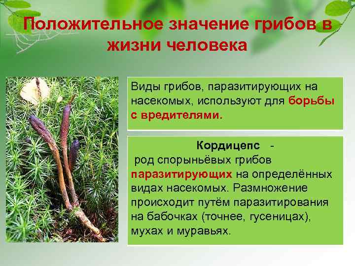 Положительное значение грибов в жизни человека Виды грибов, паразитирующих на насекомых, используют для борьбы
