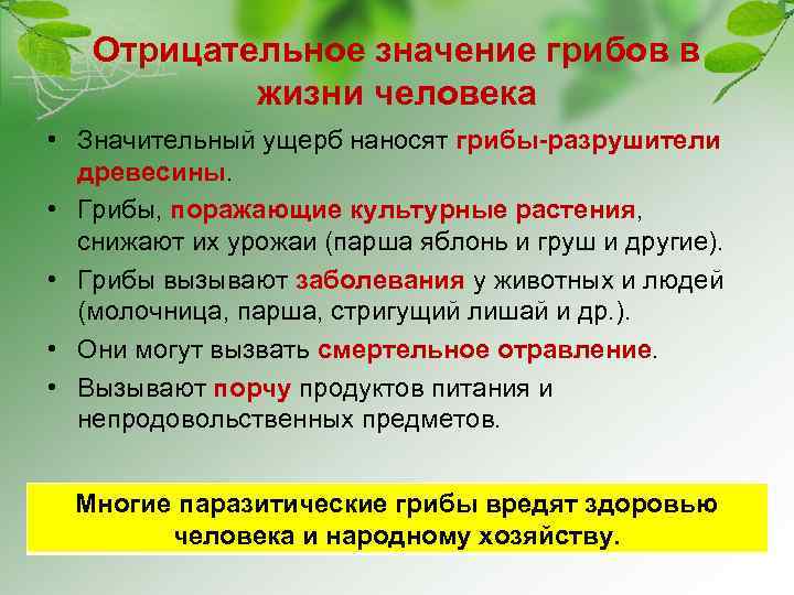 Отрицательное значение грибов в жизни человека • Значительный ущерб наносят грибы-разрушители древесины. • Грибы,