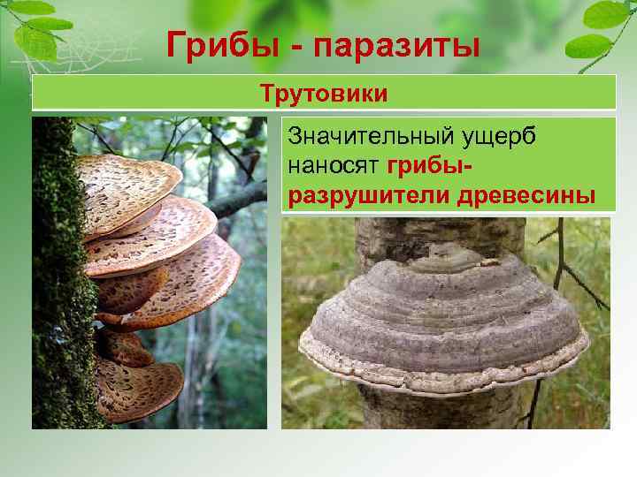 Грибы - паразиты Трутовики Значительный ущерб наносят грибыразрушители древесины 