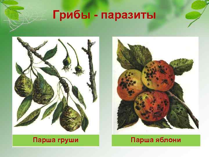 Грибы - паразиты Парша груши Парша яблони 