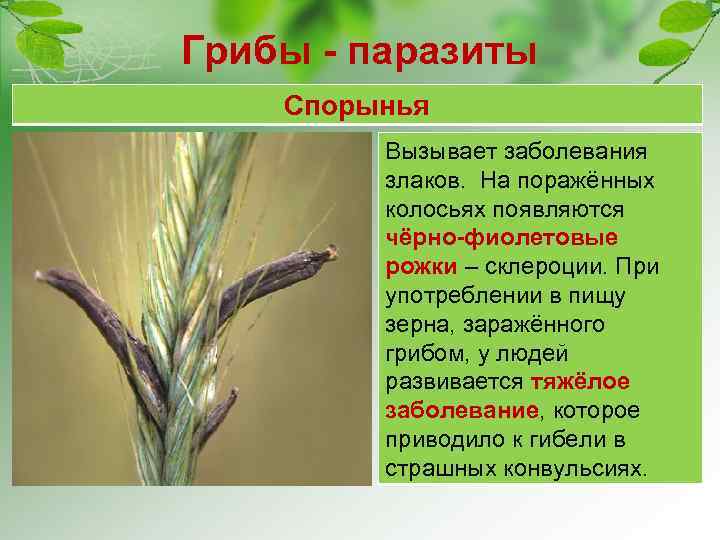 Грибы - паразиты Спорынья Вызывает заболевания злаков. На поражённых колосьях появляются чёрно-фиолетовые рожки –