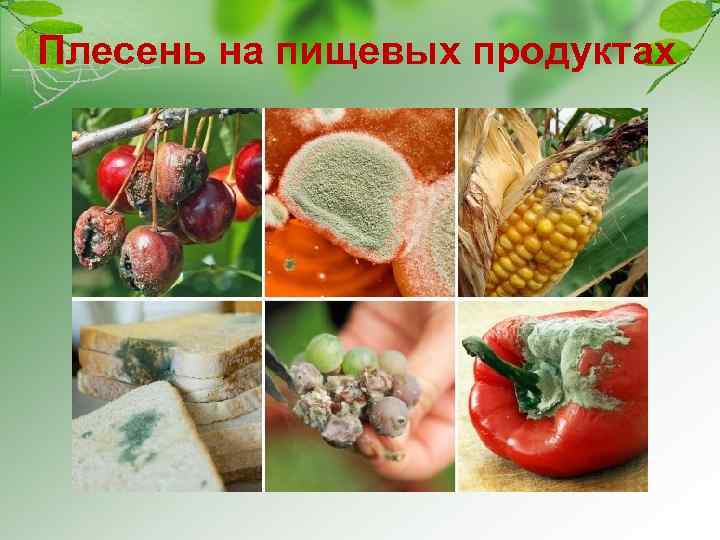 Плесень на пищевых продуктах 