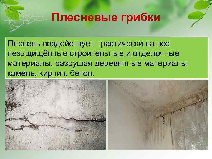 Плесневые грибки Плесень воздействует практически на все незащищённые строительные и отделочные материалы, разрушая деревянные