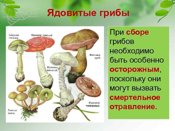 Общая характеристика грибов 7 класс биология презентация