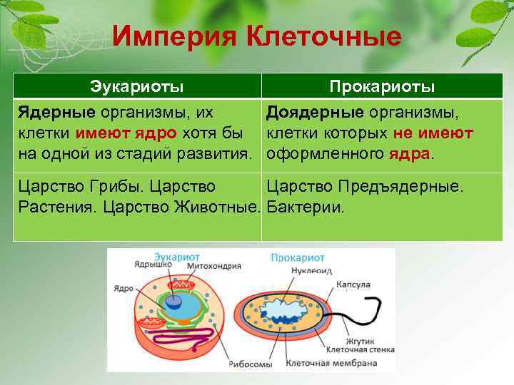 Империя Клеточные Эукариоты Прокариоты Ядерные организмы, их Доядерные организмы, клетки имеют ядро хотя бы