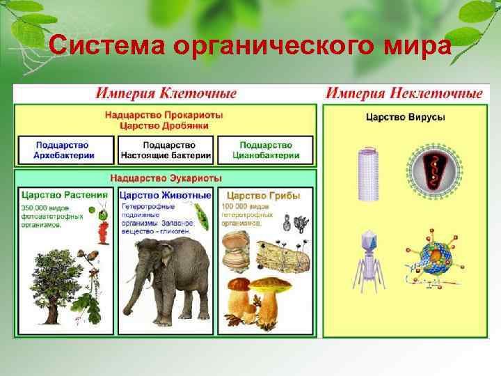 Система органического мира 
