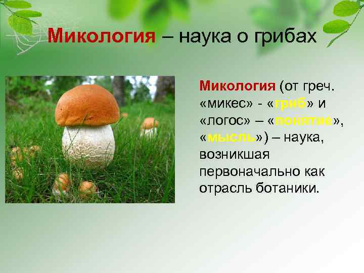 Микология – наука о грибах Микология (от греч. «микес» - «гриб» и «логос» –