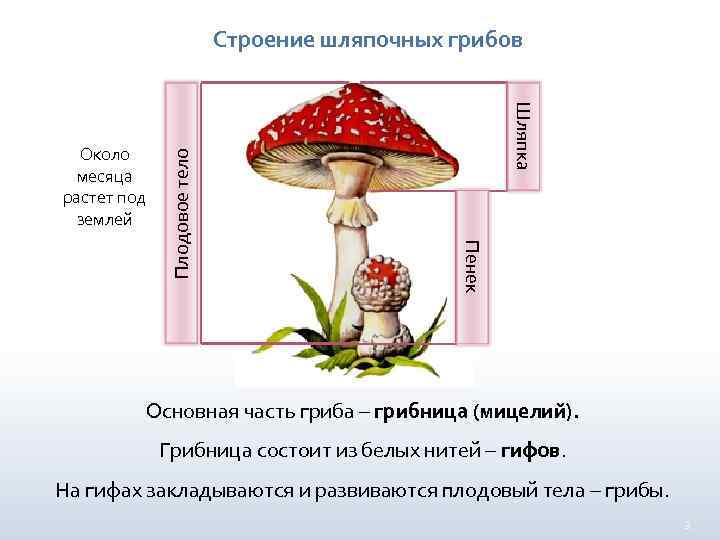 Шляпка Около месяца растет под землей Пенек Плодовое тело Строение шляпочных грибов Основная часть