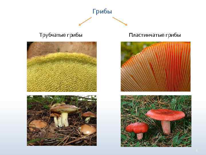 Грибы Трубчатые грибы Пластинчатые грибы 5 