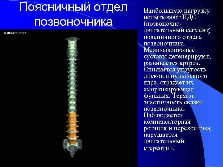 Поясничный отдел Наибольшую нагрузку испытывают ПДС позвоночника (позвоночно двигательный сегмент) поясничного отдела позвоночника. Межпозвонковые