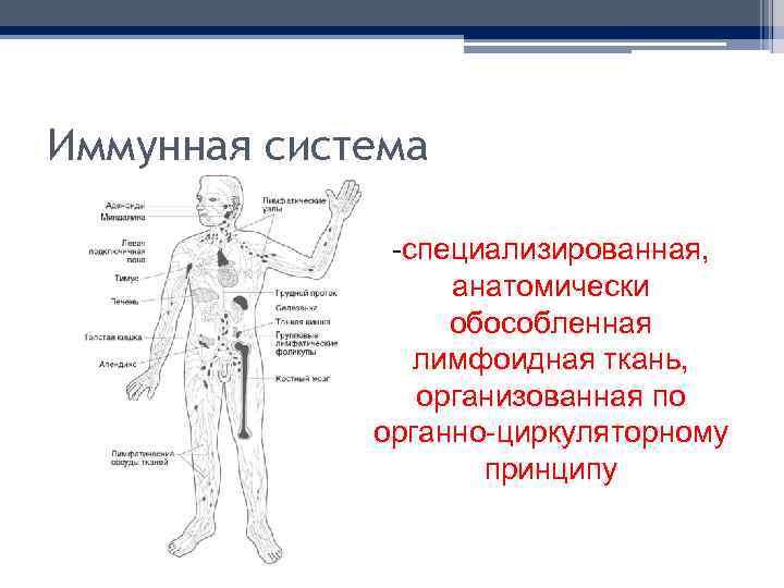 Иммунная система -специализированная, анатомически обособленная лимфоидная ткань, организованная по органно-циркуляторному принципу 