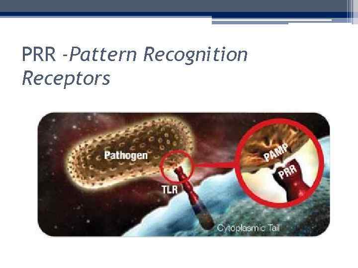 PRR -Pattern Recognition Receptors 