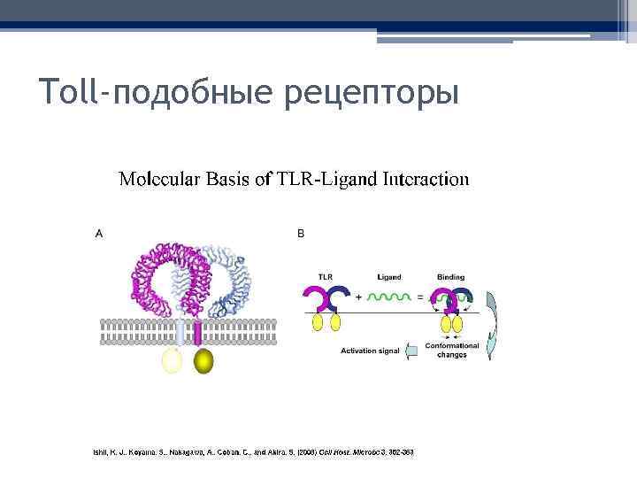 Toll-подобные рецепторы 