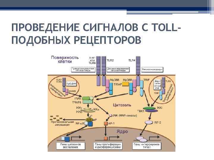 ПРОВЕДЕНИЕ СИГНАЛОВ С TOLLПОДОБНЫХ РЕЦЕПТОРОВ 