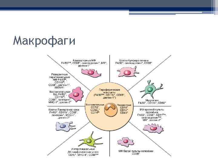 Макрофаги 