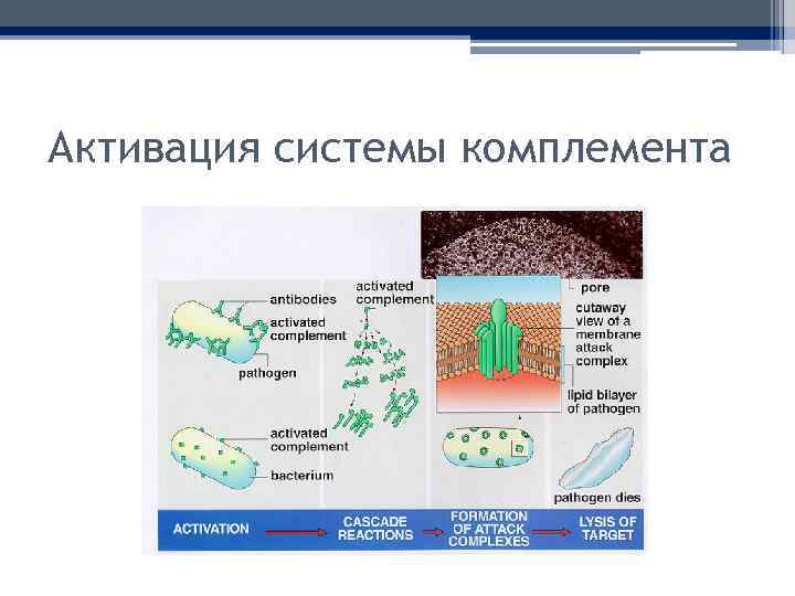 Активация системы комплемента 